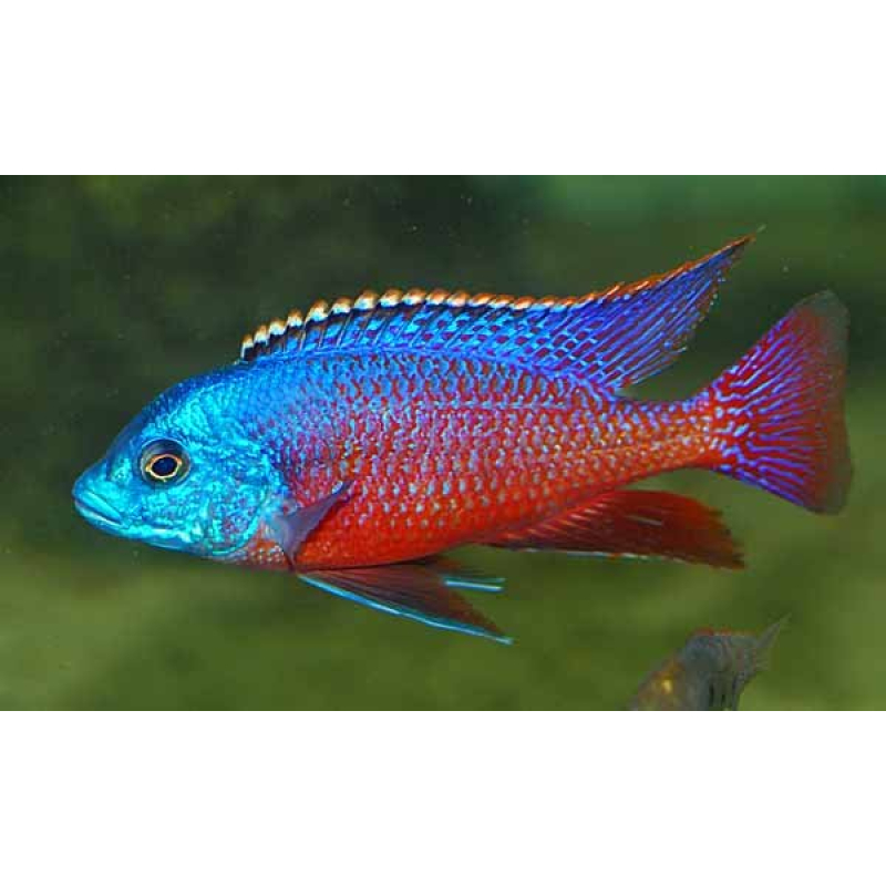 Protomelas Taeniolatus